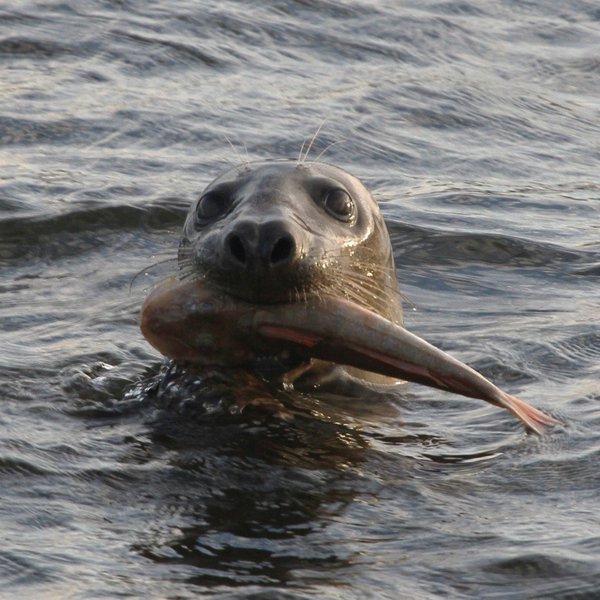  A grey seal with a tub gurnard in its mouth