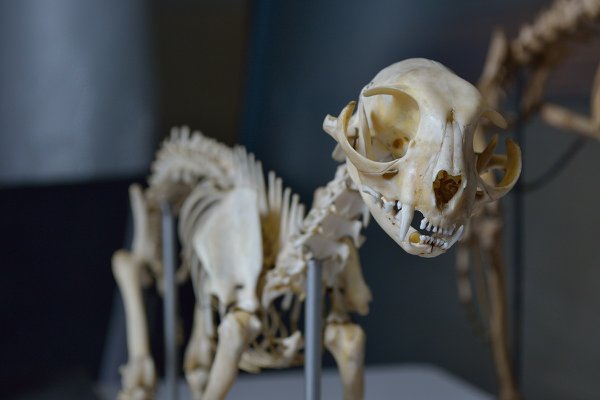 Skeleton of a domestic cat