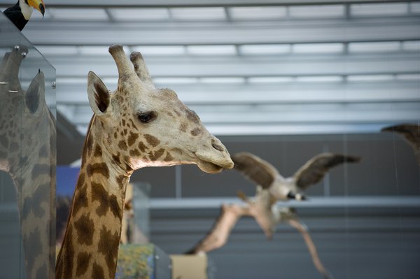 A taxidermy mount a giraffe's head.
