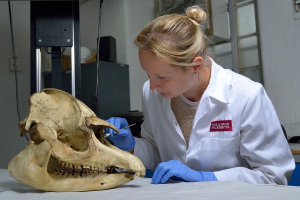  Conservator Jenny Youngman works on cleaning a tapir skull with a small brush